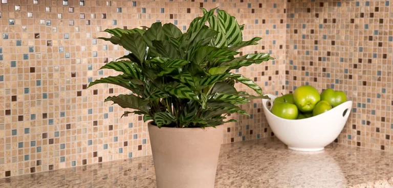 Embrace Spring with These Top Indoor Plants for March
