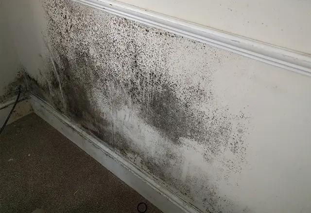 deinfest cleaning services in Kingston - Before cleaning 2